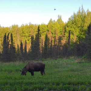 Moose - Alaska