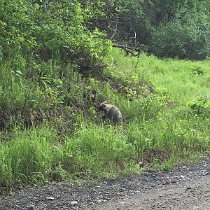 North American Porcupine - Alaska