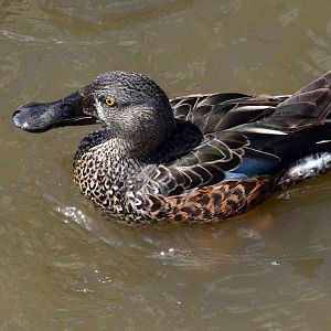 Australasian shoveler