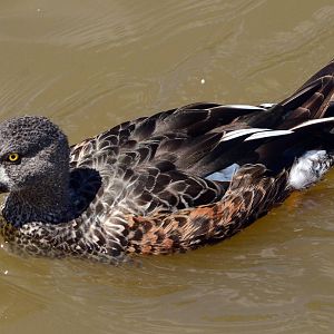 Australasian shoveler