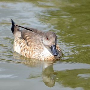 Patagonian Crested Duck