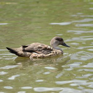 Patagonian Crested Duck