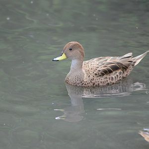 Chilean pintail
