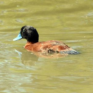 Maccoa duck or Argentine Ruddy Duck