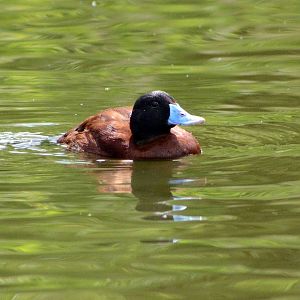 Maccoa duck or Argentine Ruddy Duck