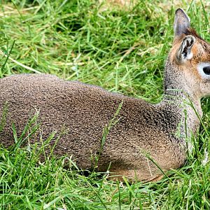 Kirk's dik-dik; Colchester; 30th May 2015