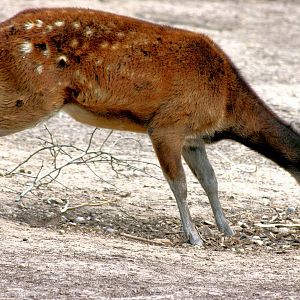 Prince Alfred's deer; Colchester; 30th May 2015