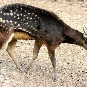 Prince Alfred's deer; Colchester; 30th May 2015