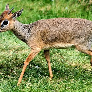 Kirk's dik-dik; Colchester; 30th May 2015