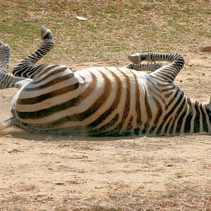 Maneless zebra; Colchester; 30th May 2015