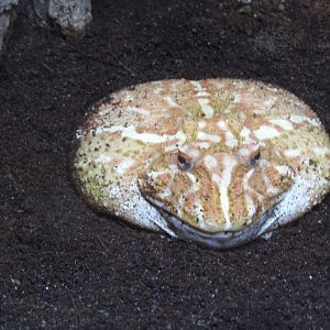 Argentine horned frog (Ceratophrys ornata)