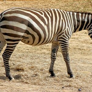 Maneless zebra; Colchester; 30th May 2015