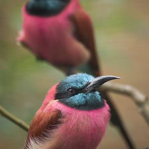 Northern carmine bee-eater, 8/15/14