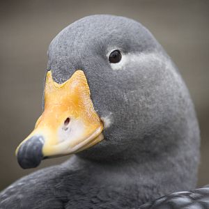 Magellanic steamer duck, 8/15/14