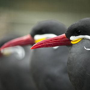 Inca tern, 8/15/14