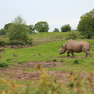 Kitani on duck patrol - 30 May 2015