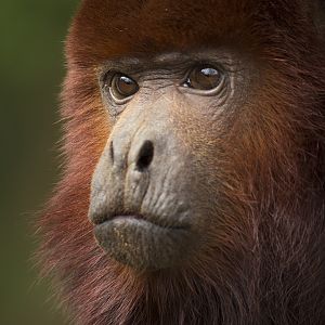 Venezuelan red howler, 4/7/14