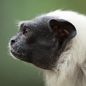 Pied tamarin, 4/11/14