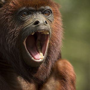Venezuelan red howler, 4/21/14