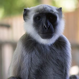 Northern plains gray langur, 8/10/14