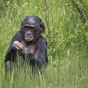 Bonobo "Yahimba", 5/13/14