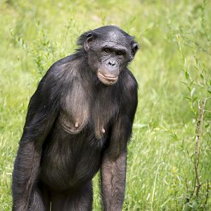 Bonobo "Kumbuka", 5/13/14