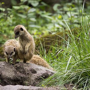 Meerkats, 4/26/14