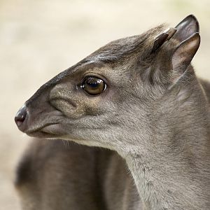 Congo blue duiker, 8/11/14