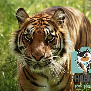 Sumatran Tiger (Puna)