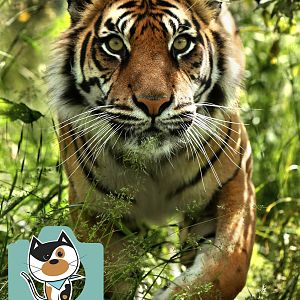 Sumatran Tiger (Puna)