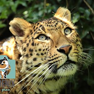 North Chinese Leopard (Atara)