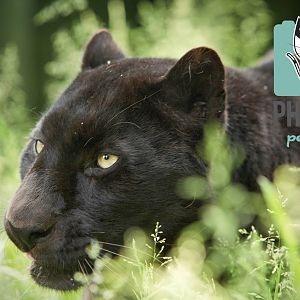 Black Leopard (Khan)