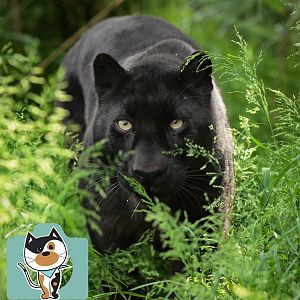 Black Leopard (Khan)