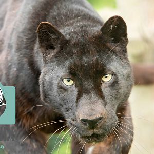 Black Leopard (Khan)