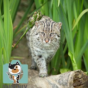 Fishing Cat (Neptune)