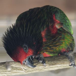 Yellow-streaked lory