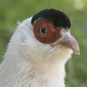 White eared pheasant