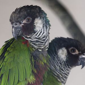 Grey-breasted conures