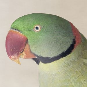 Alexandrine parakeet