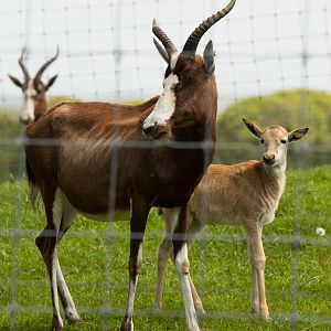 New Blesbok Calf