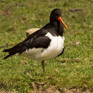 Oystercatcher