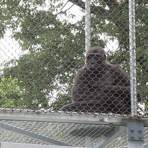 Gorilla Treeway