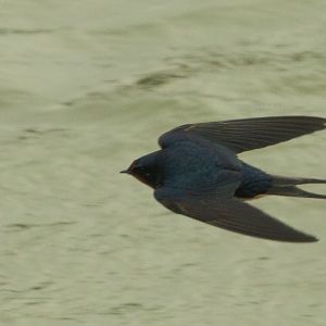 Swallow in flight