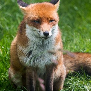 European Red Fox