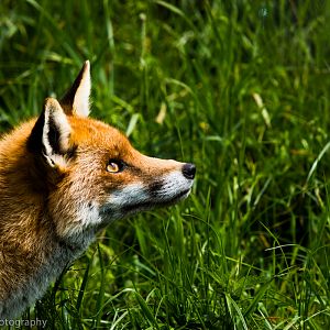 European Red Fox