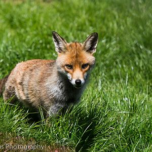 European Red Fox