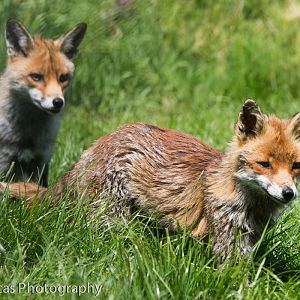 European Red Foxes