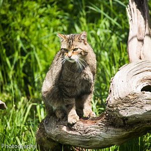 Scottish Wild Cat