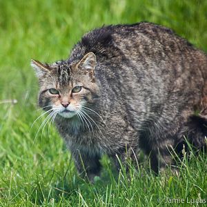 Scottish Wild Cat