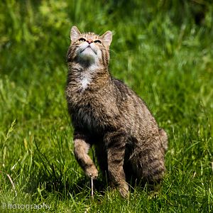 Scottish Wild Cat